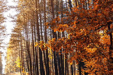 开云体育在线-多特蒙德完胜秘鲁，布鲁诺一己之力扛起全队——足球巨星的荣耀时刻