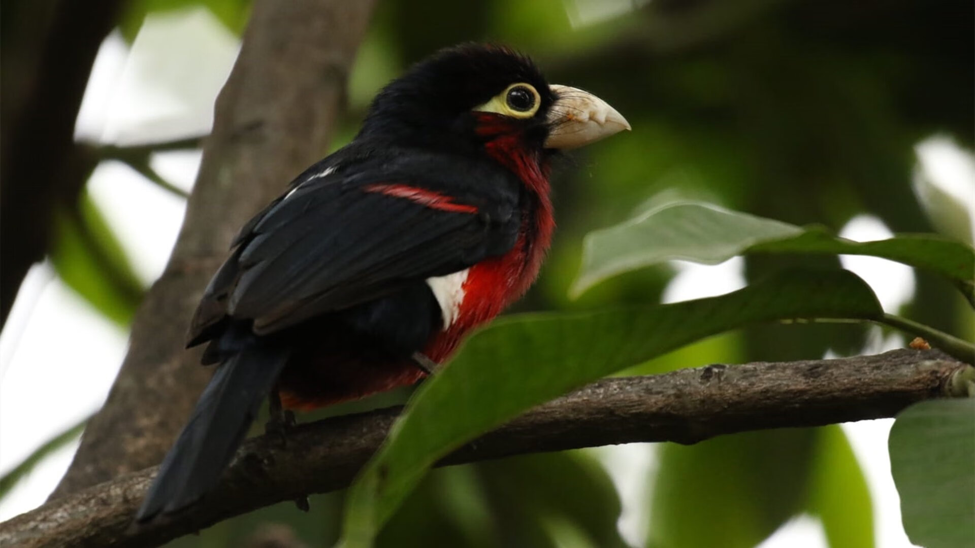 暗夜孤星，古典艺术的绝唱—德罗赞用一记制胜球捍卫旧时代的荣光